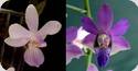 P. pulcherrima coerulea x lindenii